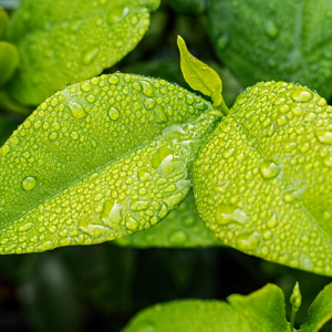 Want to be environmentally friendly? First, look at your plumbing